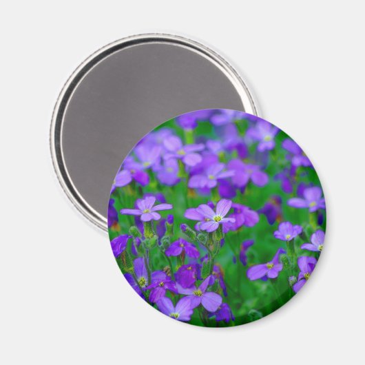 Violet bloemen magneet (Voorkant / Achterkant)