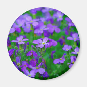 Violet bloemen magneet