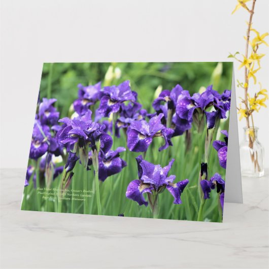 Violet Blue Siberische Iris, broer van Ceasar Kaart (Gele Bloem)