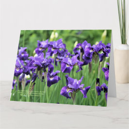Violet Blue Siberische Iris, broer van Ceasar Kaart