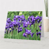 Violet Blue Siberische Iris, broer van Ceasar Kaart (Voorkant)