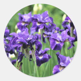 Violet Blue Siberische Iris, broer van Ceasar Ronde Sticker