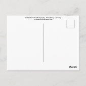 Violet Bluebells - Herschberg, Duitsland Briefkaart (Achterkant)