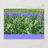 Violet Bluebells - Herschberg, Duitsland Briefkaart (Voorkant)