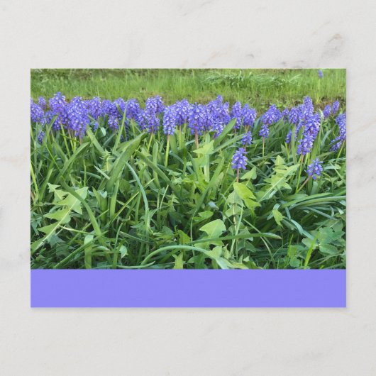 Violet Bluebells - Herschberg, Duitsland Briefkaart (Voorkant)
