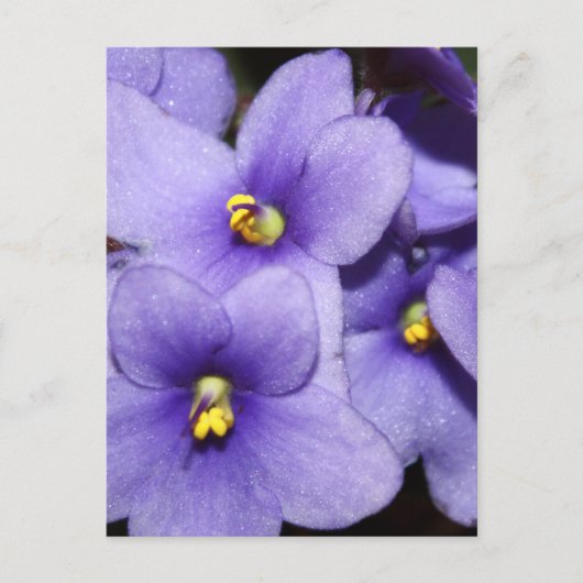 Violet Boquet Briefkaart (Voorkant)