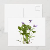 Violet Briefkaart (Voorkant / Achterkant)