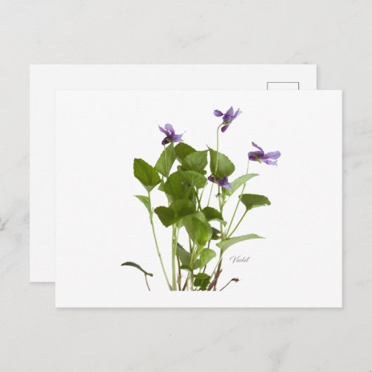 Violet Briefkaart (Voorkant / Achterkant)