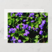 Violet Briefkaart (Voorkant / Achterkant)