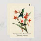 Violet Capped Wood Nymph Hummingbird Art Briefkaar Briefkaart (Voorkant / Achterkant)