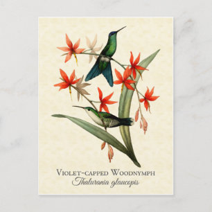 Violet Capped Wood Nymph Hummingbird Art Briefkaar Briefkaart