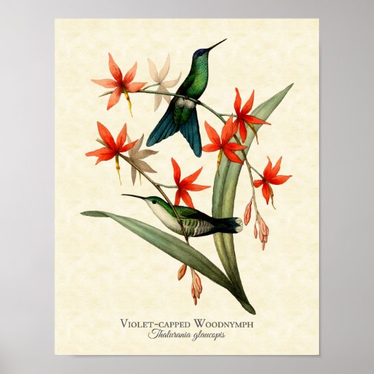 Violet Capped Wood Nymph Hummingbird Art print (Voorkant)