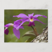 Violet Cattleya Orchid Cattleya violacea) Briefkaart (Voorkant)