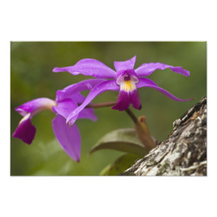 Violet Cattleya Orchid Cattleya violacea) Foto Afdruk