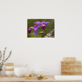 Violet Cattleya Orchid Cattleya violacea) Poster (Keuken)