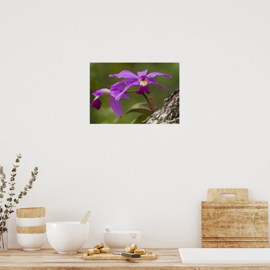 Violet Cattleya Orchid Cattleya violacea) Poster (Keuken)