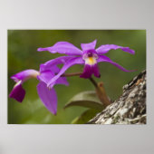 Violet Cattleya Orchid Cattleya violacea) Poster (Voorkant)