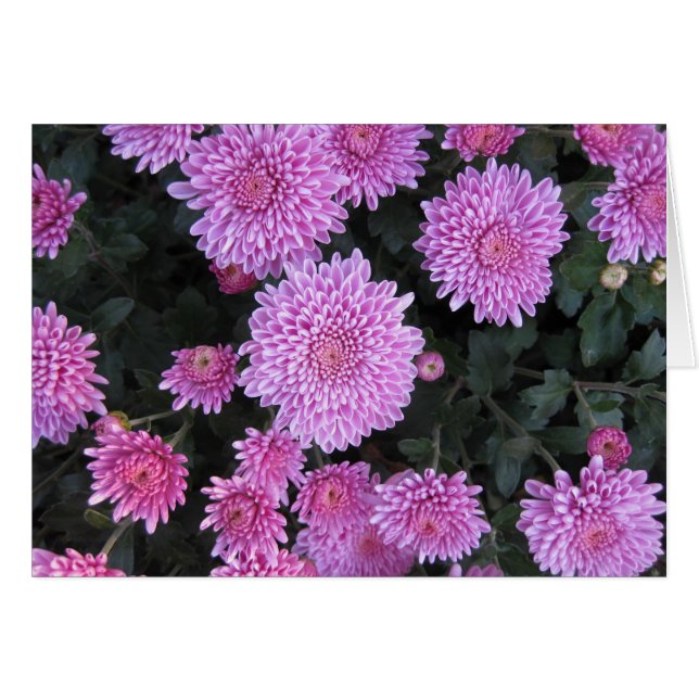 Violet Chrysanthemums (Voorkant Horizontaal)