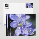 Violet Dreams Briefkaart (Voorkant / Achterkant)