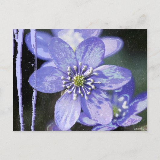 Violet Dreams Briefkaart (Voorkant)