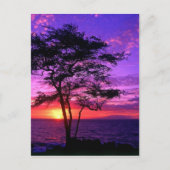 Violet en roze zonneboom briefkaart (Voorkant)