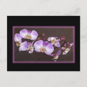 Violet en witte orchidee close-up foto briefkaart