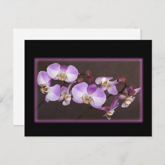 Violet en witte orchidee close-up foto briefkaart (Voorkant / Achterkant)