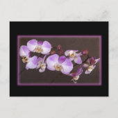 Violet en witte orchidee close-up foto briefkaart (Voorkant)