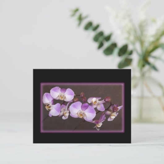 Violet en witte orchidee close-up foto briefkaart (Staand voorkant)