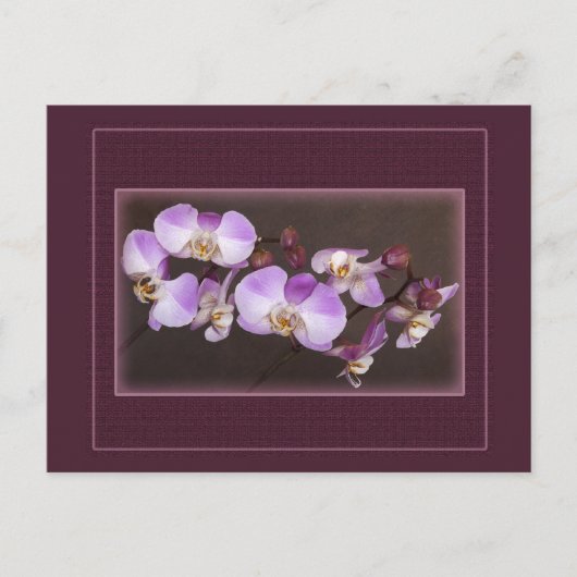 Violet en witte orchidee close-up foto briefkaart (Voorkant)