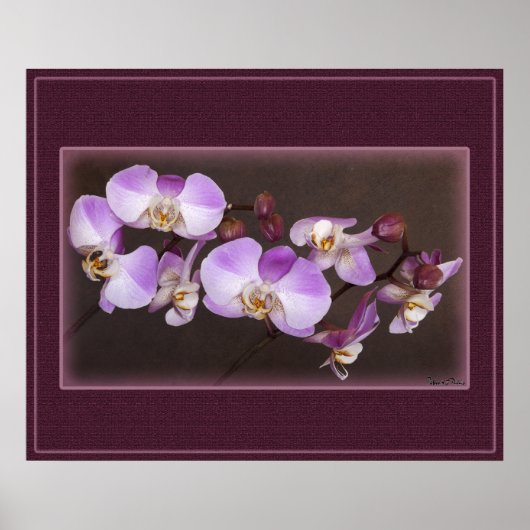 Violet en witte orchidee close-up foto poster (Voorkant)