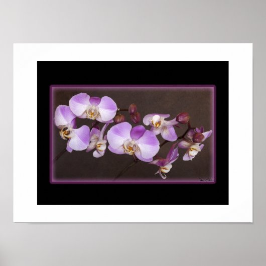 Violet en witte orchidee close-up foto poster (Voorkant)