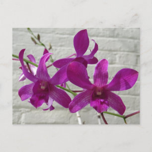 Violet exotic Orchid Flowers Briefkaart