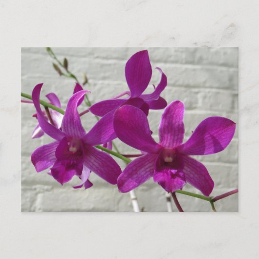 Violet exotic Orchid Flowers Briefkaart (Voorkant)