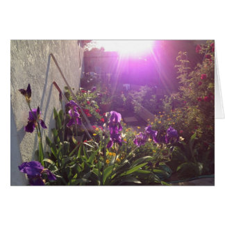 Violet Fire door Harmony