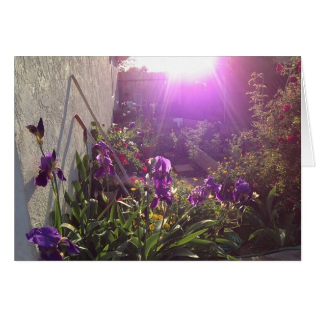 Violet Fire door Harmony (Voorkant Horizontaal)