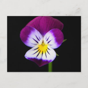 Violet Flower pccnm Briefkaart