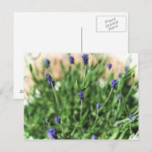 Violet Flowers - Briefkaart (Voorkant / Achterkant)