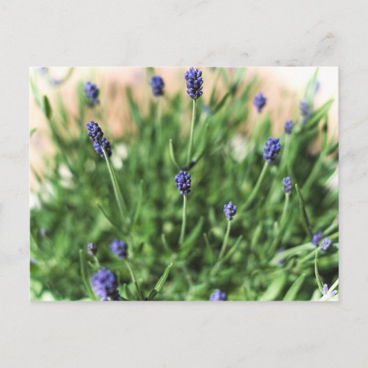 Violet Flowers - Briefkaart (Voorkant)