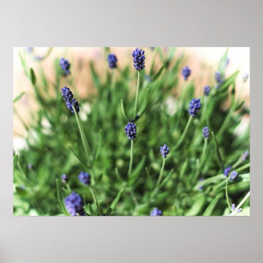 Violet Flowers - Poster (Voorkant)