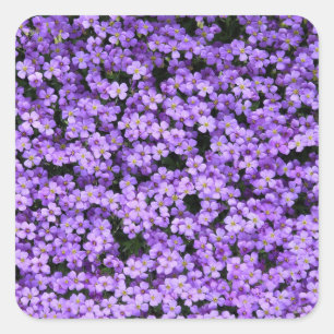 Violet Flowers Vierkante Sticker