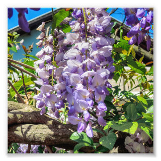 Violet Flowers Wisteria Foto Afdruk