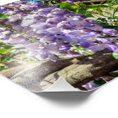 Violet Flowers Wisteria Foto Afdruk (Hoek)