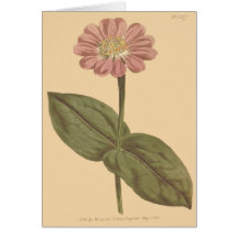 Violet gekleurde Zinnia illustratie