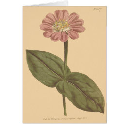 Violet gekleurde Zinnia illustratie