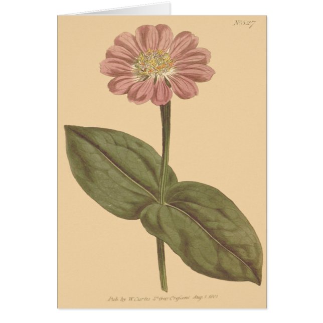 Violet gekleurde Zinnia illustratie (Voorkant)