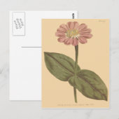 Violet gekleurde Zinnia illustratie Briefkaart (Voorkant / Achterkant)