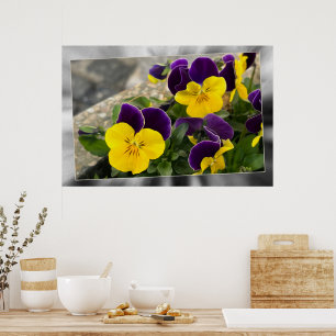 Violet gele pansies poster