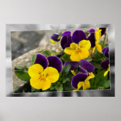 Violet gele pansies poster (Voorkant)