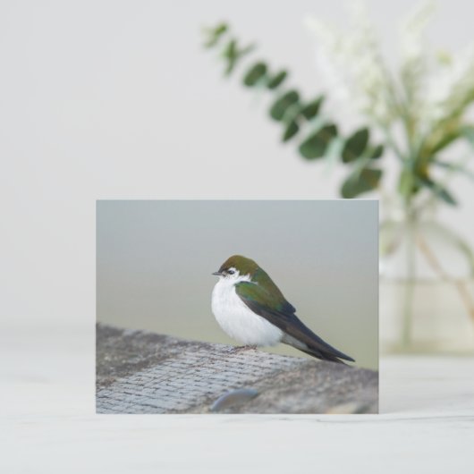 Violet Green Swallow Briefkaart (Staand voorkant)